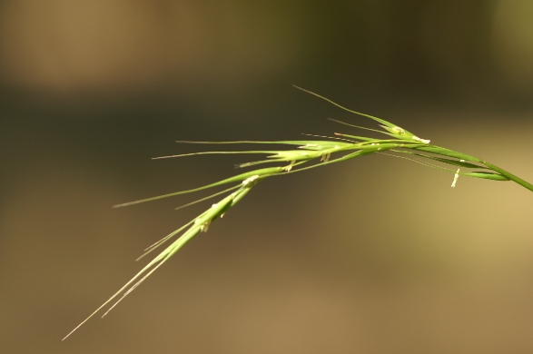 Microleana stipoides